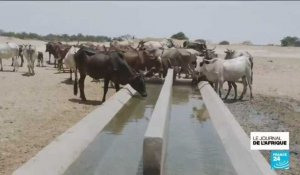 Cameroun : des abreuvoirs mis en place par le CICR pour soulager la population en eau potable