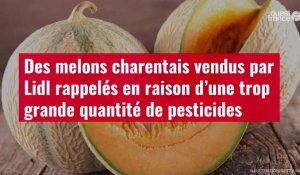 VIDÉO. Des melons charentais vendus par Lidl rappelés en raison d’une trop grande quantité de pesticides