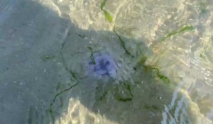 De Wimereux au Portel, les méduses sont déjà au rendez-vous