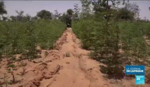 Niger : le projet de "Grande muraille verte" peine à décoller