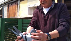 Igor, le pigeon voyageur d'exception, prend sa retraite à Harbonnières
