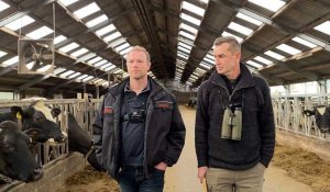 Un plan contre l'azote se heurte à la colère des éleveurs aux Pays-Bas