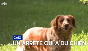 Caix : un arrêté municipal contre les aboiements de chiens