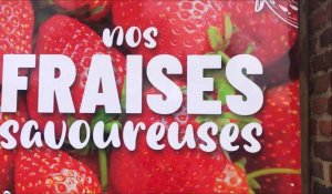La saison des fraises commence à Bruay