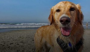 Toutourisme : passer de bonnes vacances avec son chien