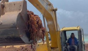 En Guadeloupe, les habitants résignés face au fléau des sargasses