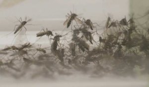 Face au moustique tigre, un réseau de pièges installé pour lutter contre l'insecte