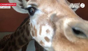 VIDÉO. La victoire de Vickie, bébé girafe née au zoo de Champrepus