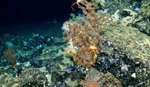 Un récif corallien vierge découvert dans les eaux des Galapagos