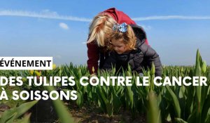 C'est la 32e édition de l'opération tulipes contre le cancer à Soissons