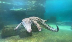 Dubaï ouvre son premier parc à crocodiles