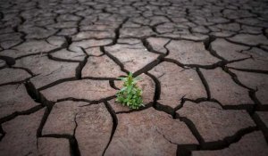 En Espagne, le manque d'eau menace gravement les récoltes de céréales