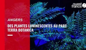 VIDÉO. À Angers, des plantes luminescentes au parc Terra Botanica