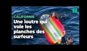 Californie : Une loutre des mers terrorisent les surfeurs et vole