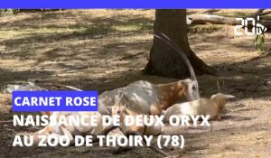 Naissance de deux Oryx au Zoo de Thoiry 