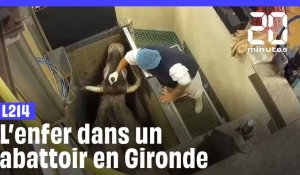 L214 porte plainte pour cruauté contre un abattoir en Gironde 