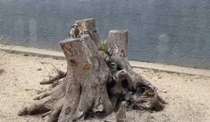 Les suricates sont bien arrivés au parc des Cytises
