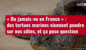 VIDÉO. « Du jamais-vu en France » : des tortues marines viennent pondre sur nos côtes