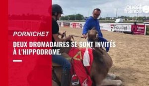 VIDÉO. Une course de dromadaires à Pornichet