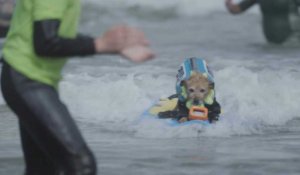 Californie: des chiens s'affrontent sur les vagues au championnat du monde de surf canin