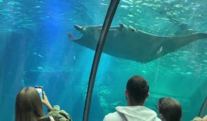Nausicaa : Le plus grand aquarium d'Europe attire toujours plus de visiteurs