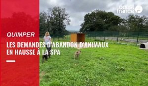 VIDÉO. À la SPA de Quimper, les abandons d'animaux sont en hausse