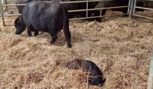 Aisne : première naissance à l'élevage de bufflonnes en Thiérache
