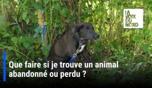 Que faire si je trouve un animal abandonné ou perdu ?