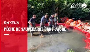 VIDEO. Des poissons sauvés dans la rivière de l'Aure à Bayeux
