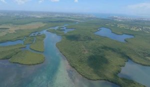 Au secours de la mangrove, dernier rempart écologique de la Guadeloupe