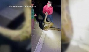 Un python birman de presque 6 mètres de long capturé en Floride