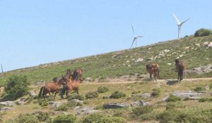 VIDÉO. En Espagne et au Portugal, des chevaux et des bisons utilisés pour lutter contre les feux de forêt