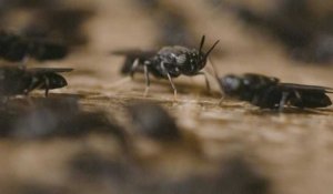 La mouche soldat noire, une source de protéines bonnes pour la planète et les animaux