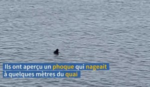 Un phoque aperçu au Havre dans l'avant-port