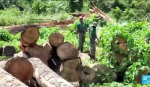Baisse de la déforestation en Amazonie : diminution de plus de 60% par rapport à juillet 2022