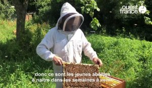 VIDÉO. Dans les coulisses de la fabrication du miel de l'apiculteur Samuel Billard en Normandie