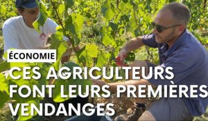 Près de Villers-Cotterêts, des néo-vignerons font leurs premières vendanges