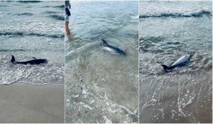 Un jeune dauphin s'échoue sur une plage de l'Hérault : "on s'est précipité pour le remettre à l'eau"
