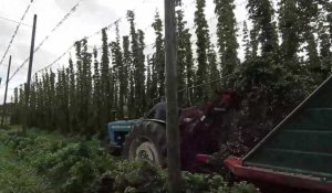 Méteren : la cueillette bat son plein à la houblonnière Gombert