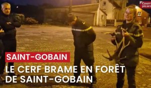 Aisne : le cerf brame dans la forêt de Saint-Gobain