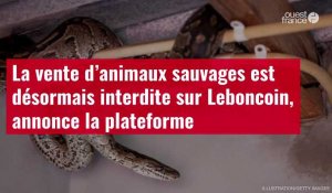 VIDÉO. La vente d’animaux sauvages est désormais interdite sur Leboncoin, annonce la plateforme