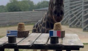 Coupe de monde de rugby. Obano, la girafe de Branféré donne le XV de France gagnant face à l’Uruguay