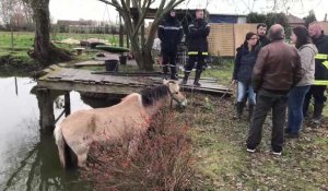 Quesnoy-sur-Deûle - Timou, cheval de 29 ans, sauvé des eaux en partie grâce aux pompiers