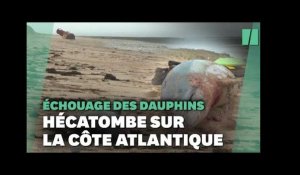 Hécatombe de dauphins échoués sur la côte Atlantique