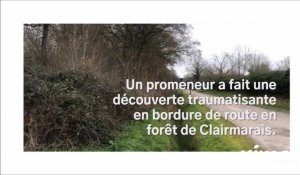  Deux têtes de chevreuil découvertes en forêt de Clairmarais, «exposées comme des trophées»