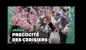 Au Japon, les cerisiers fleurissent en avance (et ce n'est pas une bonne nouvelle)