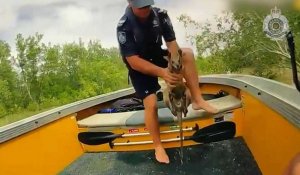 Un bébé kangourou sauvé des inondations en Australie