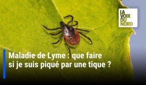 Maladie de Lyme : que faire si je suis piqué par une tique ?