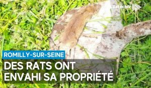 Romilly-sur-Seine : quand des rats envahissent les propriétés