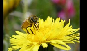 VIDÉO. Pourquoi les abeilles disparaissent-elles ? 